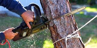 Best Arborist Consultation Services  in East Atlantic Beach, NY