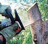 Best Tree Disease Treatment  in East Atlantic Beach, NY