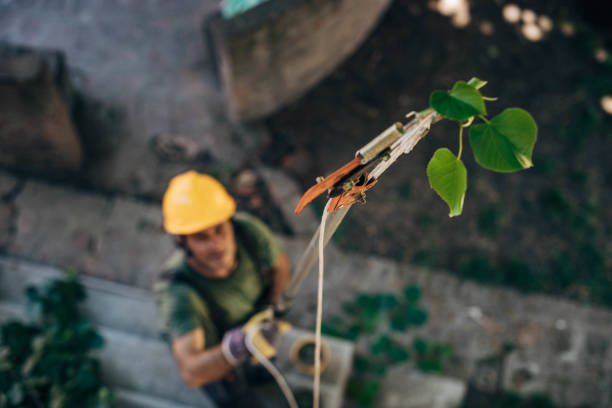 Best Lawn Watering Services  in East Atlantic Beach, NY