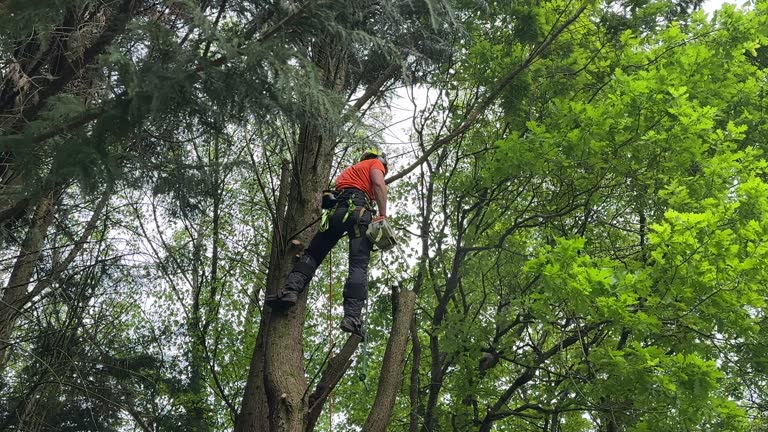  East Atlantic Beach, NY Tree Services Pros