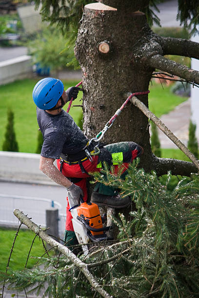 Best Lawn Renovation and Restoration  in East Atlantic Beach, NY